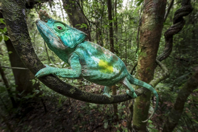 Parson's chameleon in Andasibe-Mantida National Park, Madagascar.