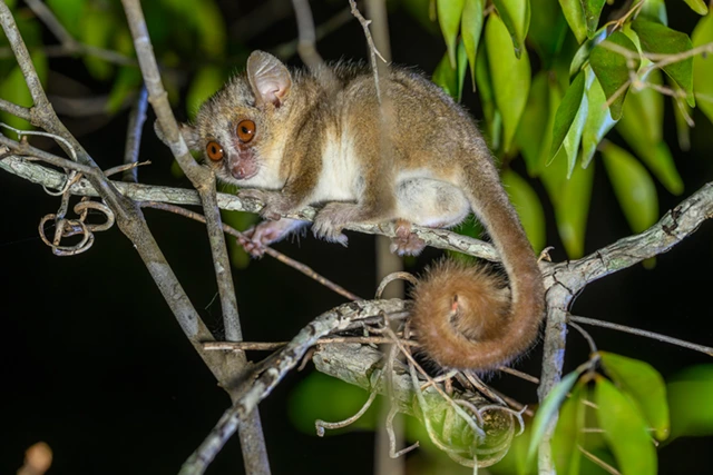 Ambarijeby mouse lemur in Anjajavy, Madagascar.