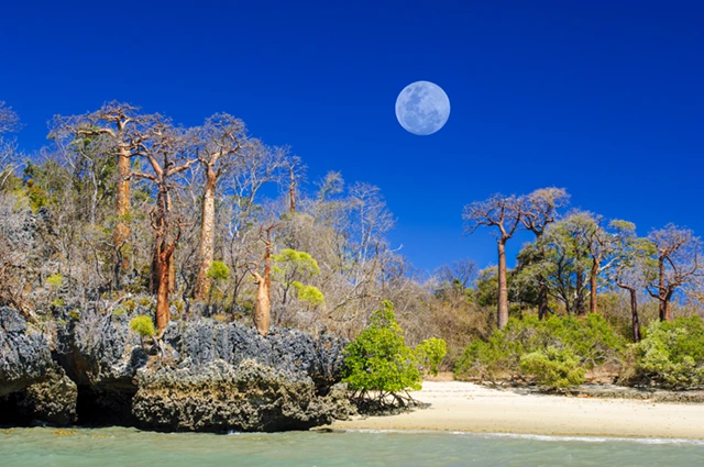 Coastal forest with baobabs in Anjajavy, Madagascar.