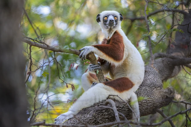 Coquerel's sifaka in Anjajavy, Madagascar.