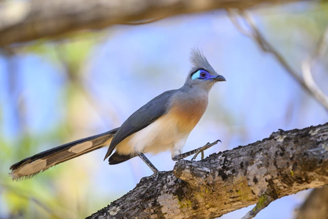 Crested coua in Anjajavy, Madagascar.