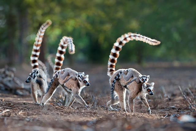Ring-tailed lemurs in Berenty, Madagascar.