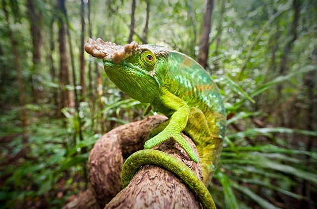 Parson's chameleon in Madagascar.