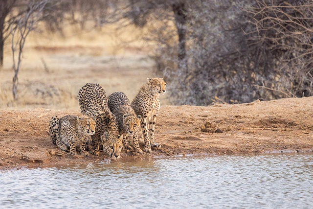 Cheetah family in Namibia