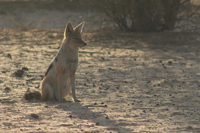 Black-backed jackal in South Africa.