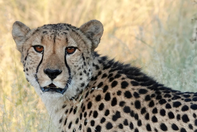 Cheetah in South Africa.