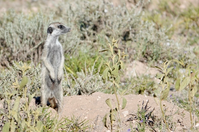 Meerkat in South Africa.