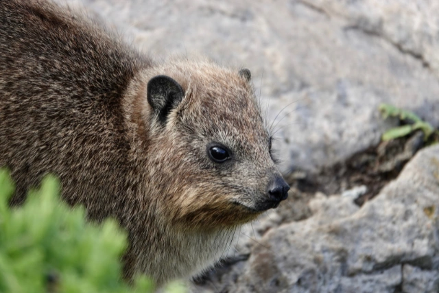 Rock hyrax in South Africa.