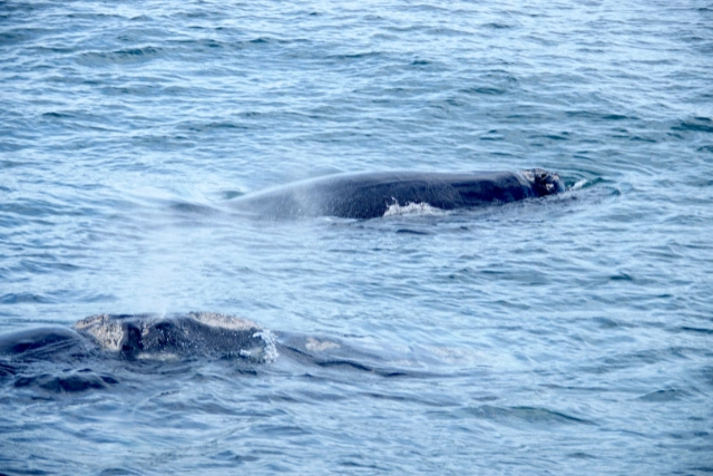 Pair of southern right whales in South Africa.