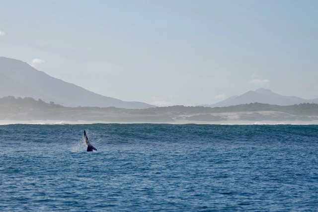 Whale fluke in South Africa.