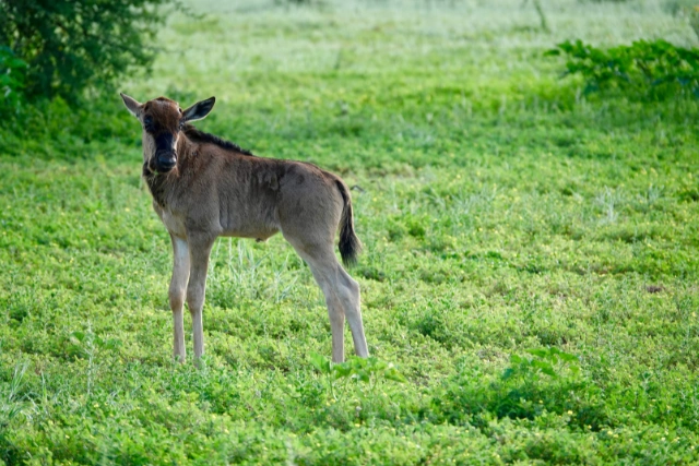 Wildebeest calf in South Africa.