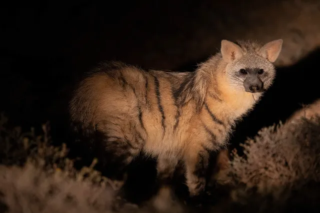 Aardwolf in South Africa.