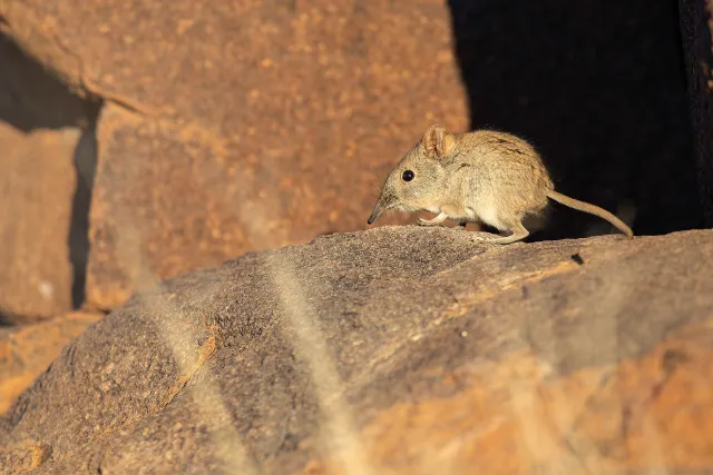 Eastern sengi, or elephant shrew, in South Africa.