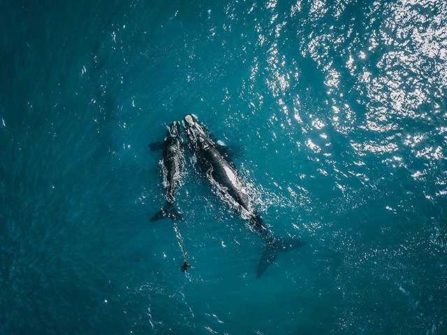 Aerial of southern right whales in Hermanus, South Africa