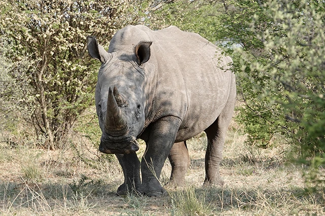 White rhino in the Kalahari, South Africa.