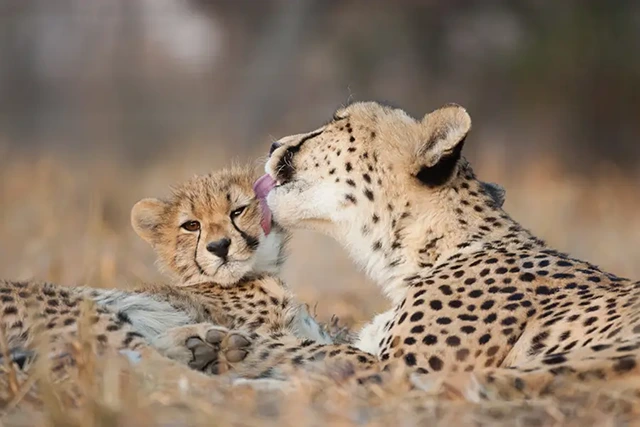 Cheetah mother & baby in Kruger National Park, South Africa