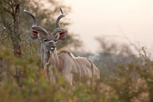Greater kudu in Kruger National Park, South Africa