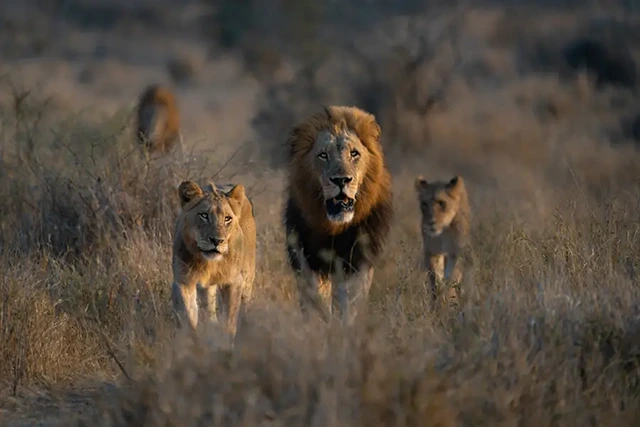 Lion pride in Kruger National Park, South Africa