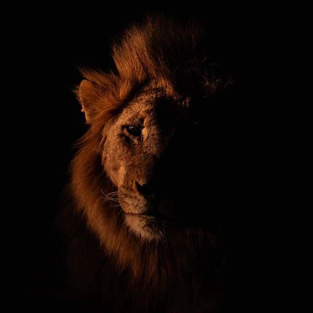 Male lion in MalaMala Game Reserve, South Africa.
