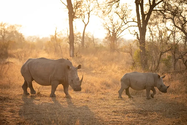 White rhino in Sabi Sands Game Reserve, South Africa