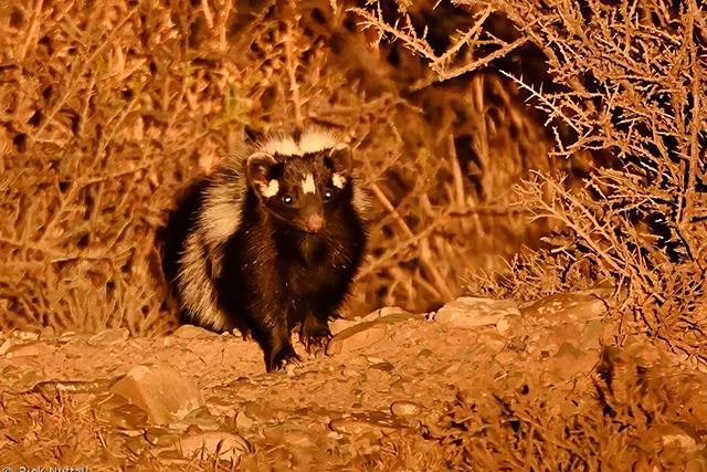 Zorilla, also known as a striped polecat in South Africa