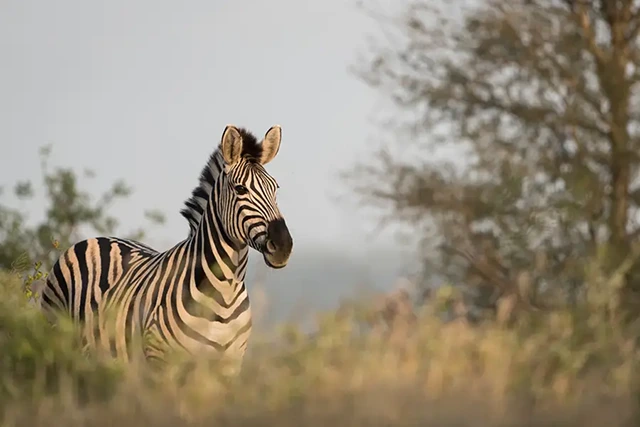 Burchell's zebra in Timbavati Game Reserve, South Africa