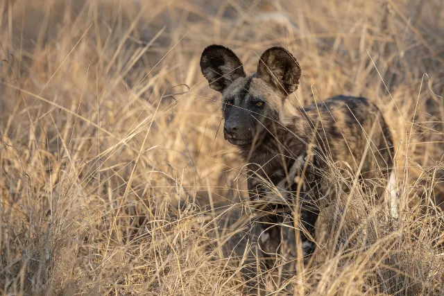 African wild dog in South Africa.