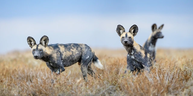 African wild dog pack in Tanzania.