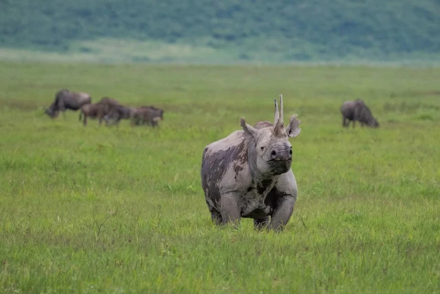 Black rhino on Ndutu Wildlife Art Safari. Tanzania.