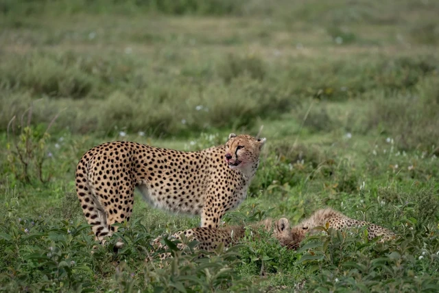 Cheetah and cubs on Ndutu Wildlife Art Safari. Tanzania.