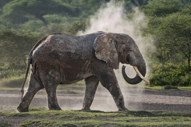 Elephant on Ndutu Wildlife Art Safari. Tanzania.