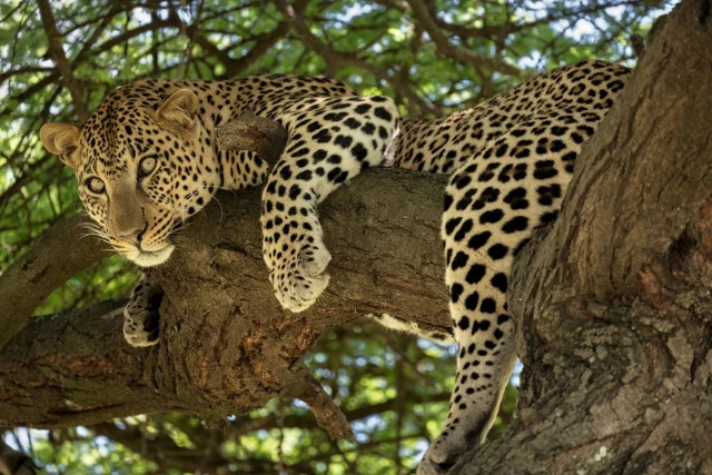 Leopard in a tree on Ndutu Wildlife Art Safari. Tanzania.