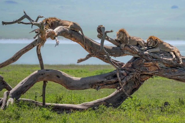 Male lion lounging on a fallen tree, on Ndutu Wildlife Art Safari. Tanzania.