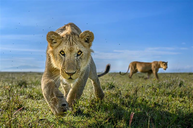 Lion cub in the Serengeti, Tanzania.