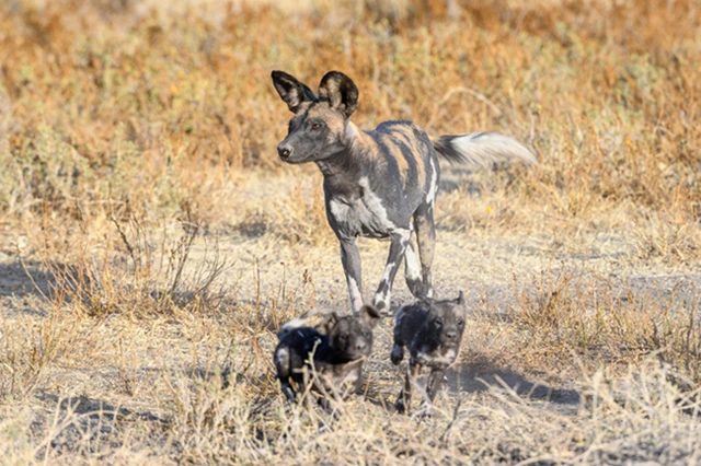 Wild dog mother & pups in Tanzania.