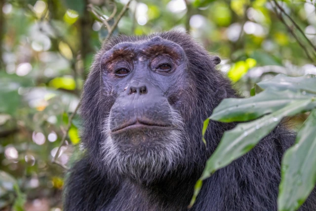 Chimpanzee looking at the camera and photographer, in Uganda.