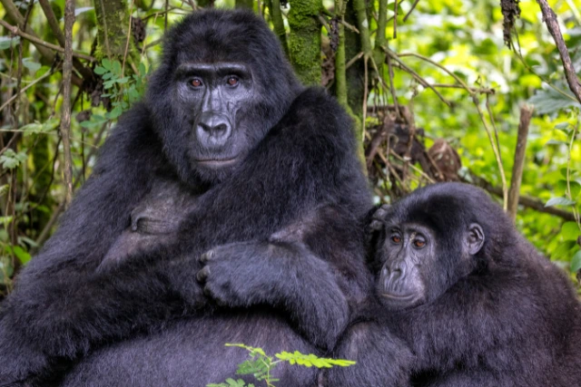 Mountain gorilla and young relaxing in the forest, Uganda.