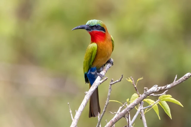 The striking red throated bee eater perched on a small branch in Murchison falls, Uganda.