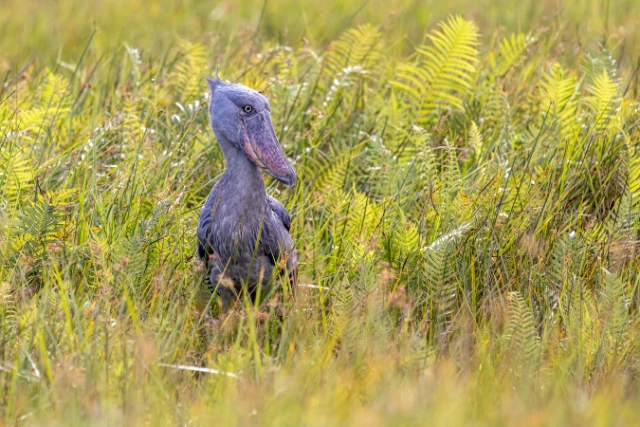 Shoebill in the marshland of Uganda.