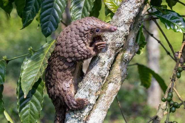 White bellied pangolin in a tree, in Uganda.