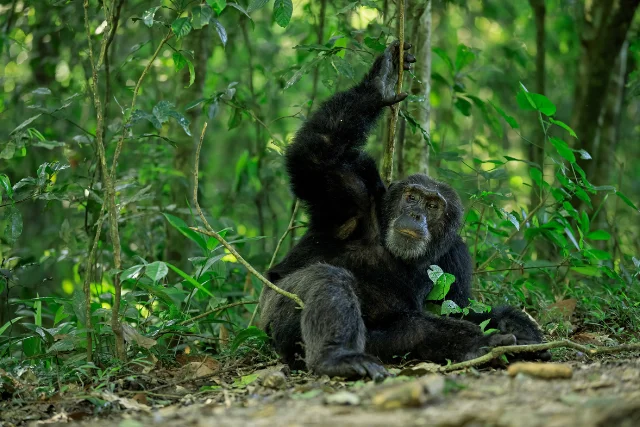 Chimpanzee in Uganda.