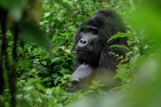 Gorilla in the forest of Uganda.
