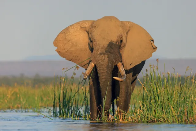 African elephant in Zambia.