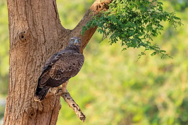 Juvenile martial eagle in Zambia.