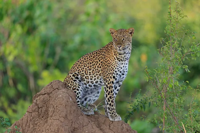 Leopard sat on a termite mound, in Zambia.