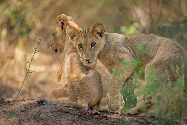 Lion cubs in Zambia.