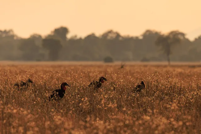 Southern ground hornbill in Zambia.