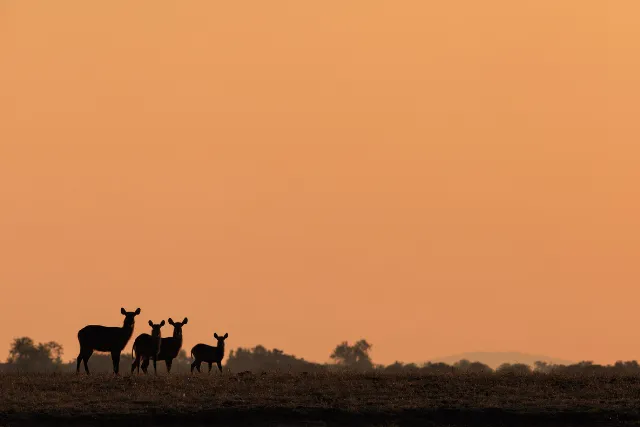 A family of waterbuck in Zambia.