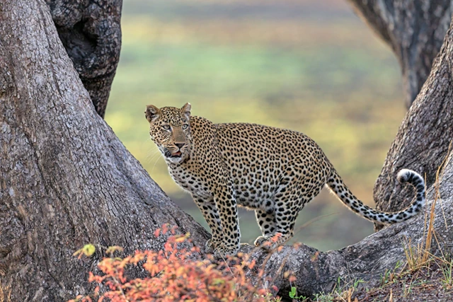 Leopard in South Luangwa National Park, Zambia.