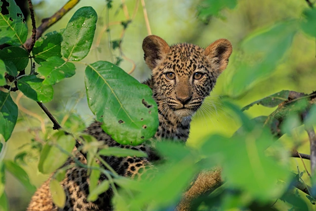 Leopard cub in South Luangwa National Park, Zambia.